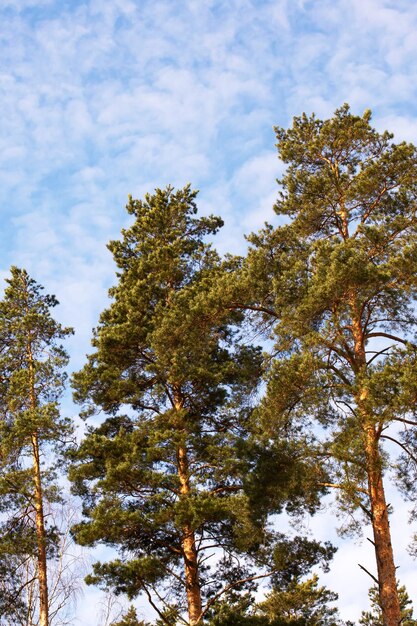 Dessus de grands pins sur fond de ciel bleu