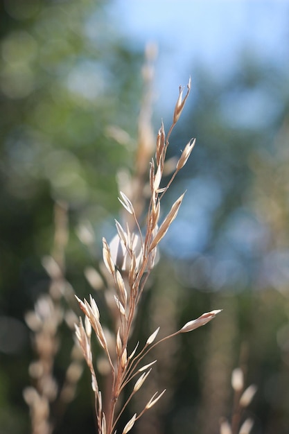 Dessus d'herbe jaune