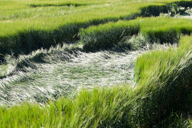 Destruction des céréales vertes