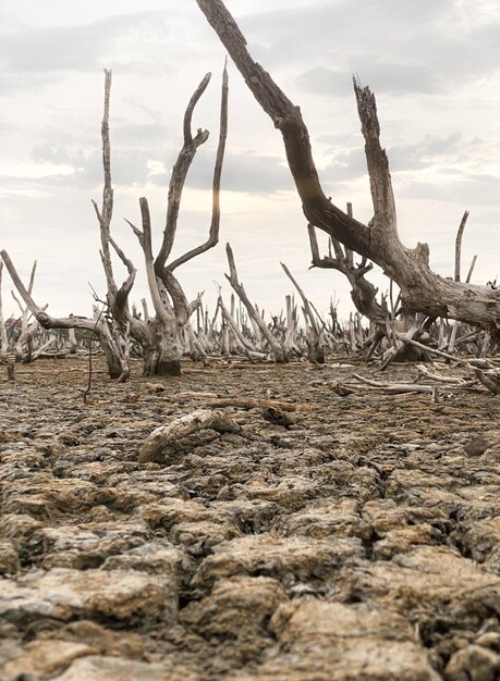 Destruction des paysages forestiers de mangroves Destruction de la forêt de mangrove est un écosystème forestier de mangrove