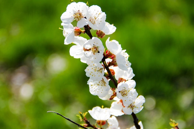 Détail de l'abricotier en fleurs