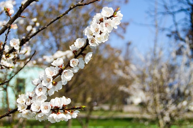 Détail de l'abricotier en fleurs