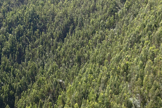 Détail aérien des forêts d'eucalyptus à Ocopilla