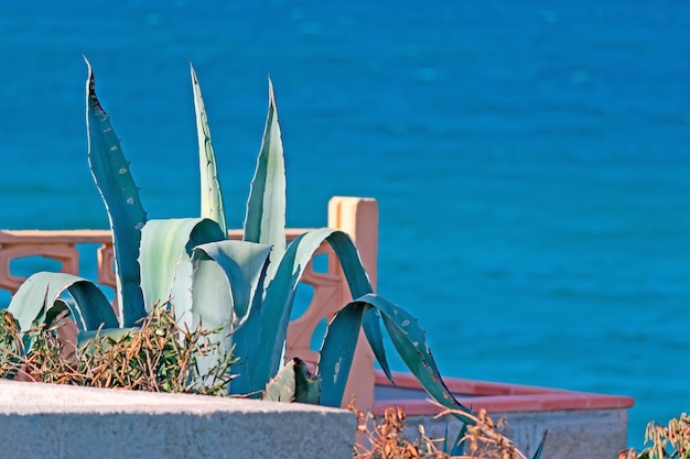 Détail d'agaves dans un parterre de fleurs au bord de la mer