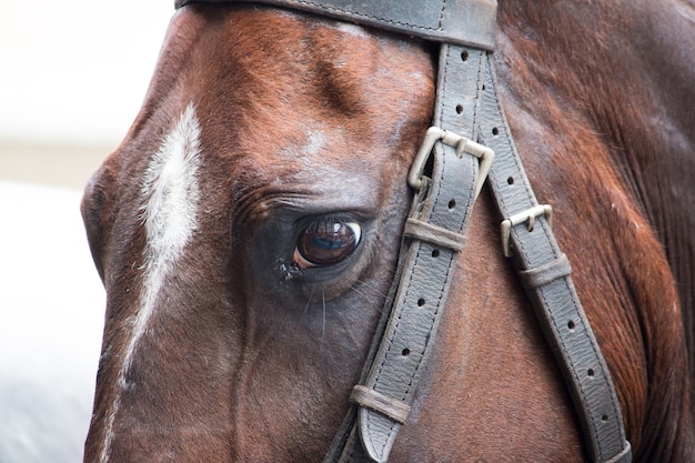 Détail de l'air triste de cheval brun.