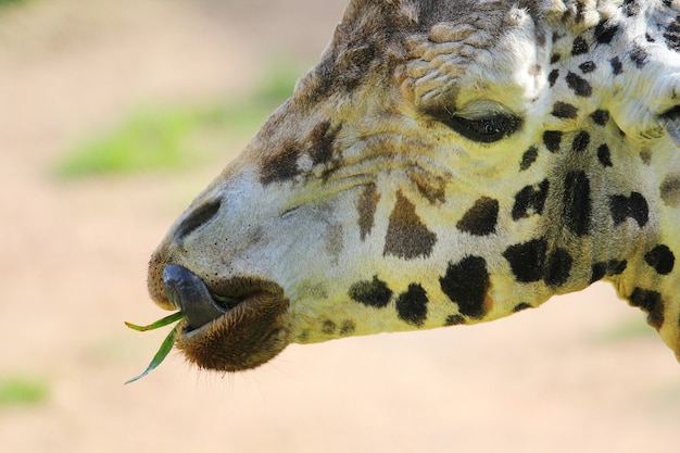 Détail de l'alimentation de la tête de la girafe.