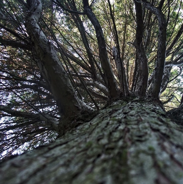 détail de l'arbre à angle bas