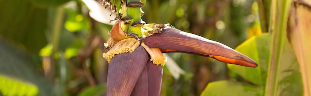 Détail d'une bananeraie à Louxor Egypte