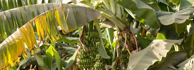 Détail d'une bananeraie à Louxor Egypte