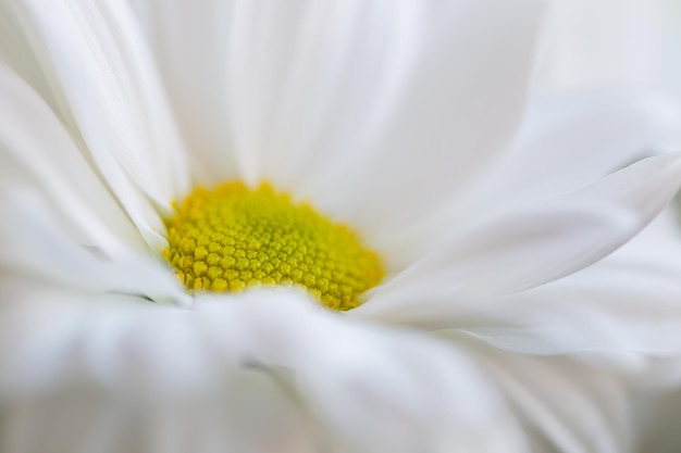 Détail d'une belle marguerite blanche