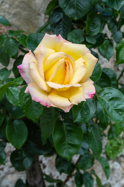 Détail d'une belle rose jaune avec des gouttes de pluie isolées de l'arrière-plan