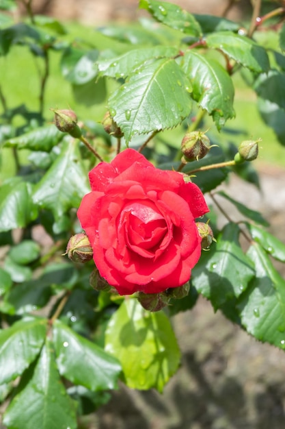 Détail d'une belle rose rouge avec des gouttes de pluie isolées de l'arrière-plan