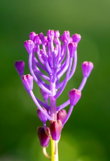 Détail des belles fleurs de la jacinthe comoso ou herbe de l'amour ou nazareno Leopoldia comosa