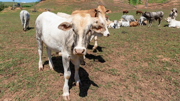 Détail de bétail Nellore dans le pâturage