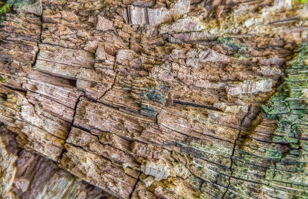 Photo détail de bois pourri