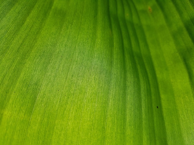 Détail botanique de feuille de bananier