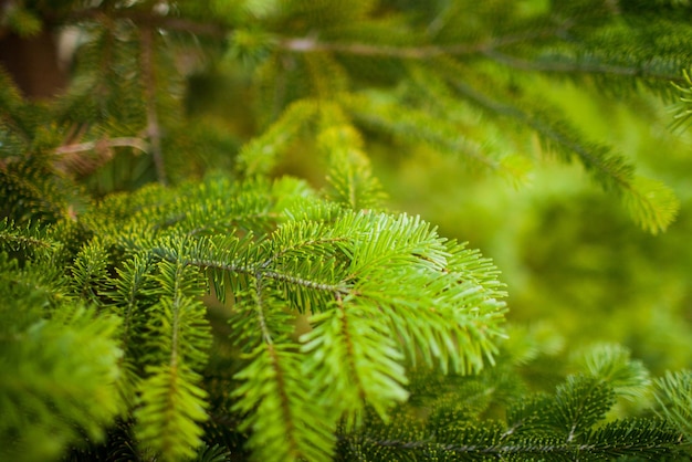 Détail de la branche d'épinette fraîche en forêt