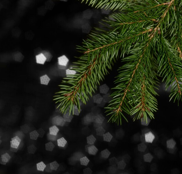 détail de la branche de sapin vert