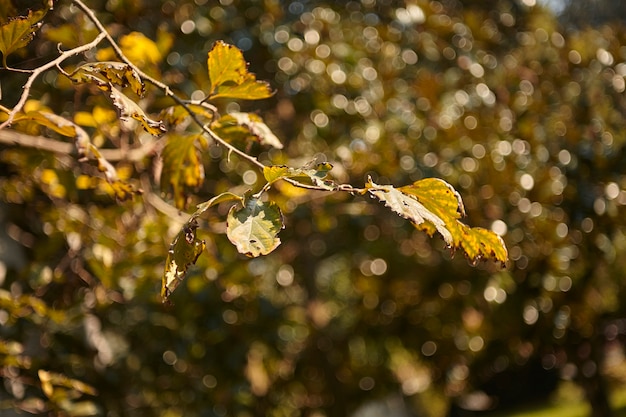 Détail d'une brindille de plante kaki en automne lorsque les feuilles jaunissent et sont prêtes à tomber pour l'hiver.