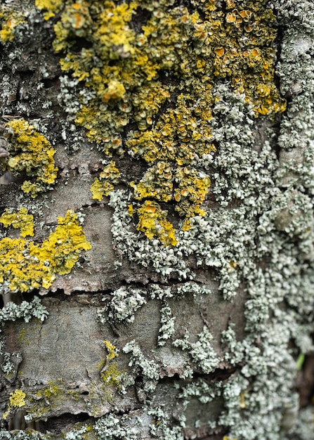 Photo détail d'un bureau en bois avec de l'humidité et des champignons la texture de l'écorce de cèdre l'écorce d'un conifère recouvert de champignon, de lichen