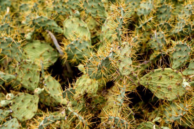 Détail des cactus dans le désert