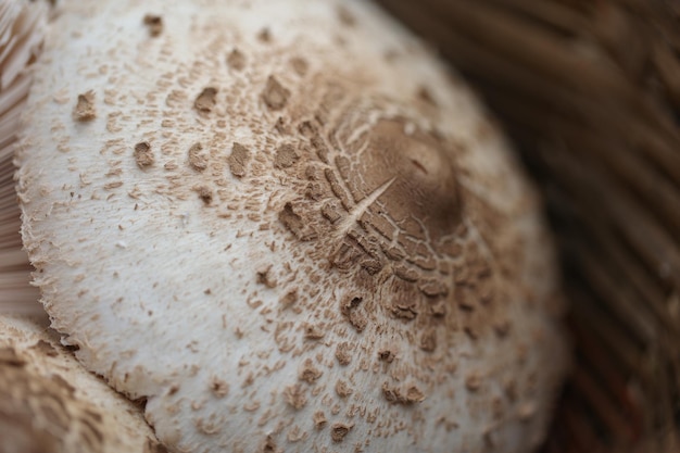 Photo détail d'un champignon dans un panier. variété macrolepiota procera à haute valeur culinaire