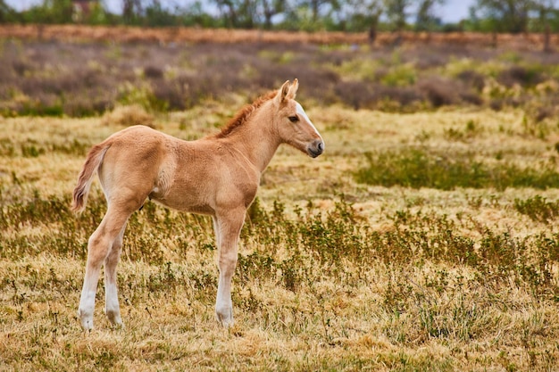 Détail de cheval poulain bébé brun clair