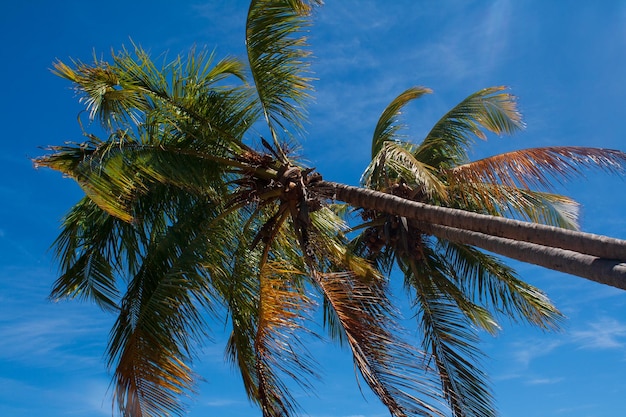 Détail de cocotier sur fond de ciel bleu