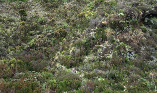 détail de la colline envahi