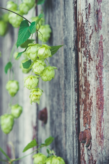 Détail de cônes de houblon sur un fond en bois de style rustik.