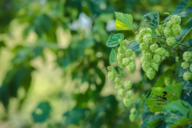 Détail des cônes de houblon sur un fond naturel flou.