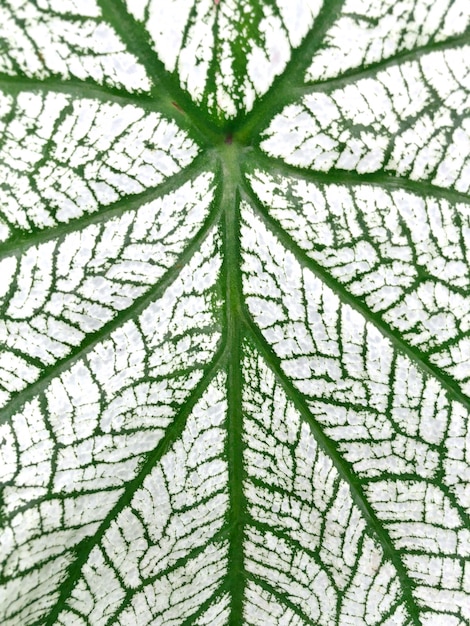 Détail de couleur vert et blanc des feuilles