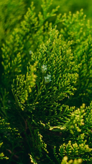 Photo détail de cyprès avec des graines