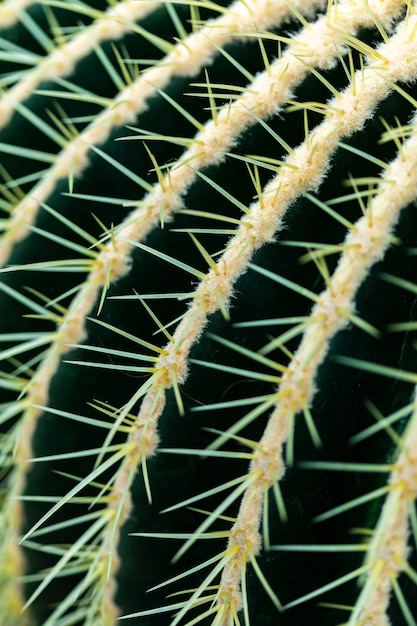 Détail du cactus Golden Barrel