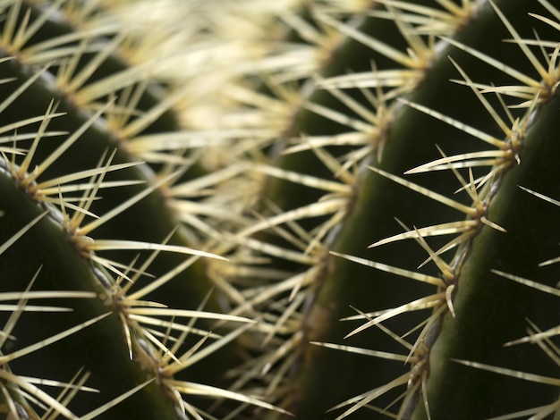 Détail du cactus en gros plan