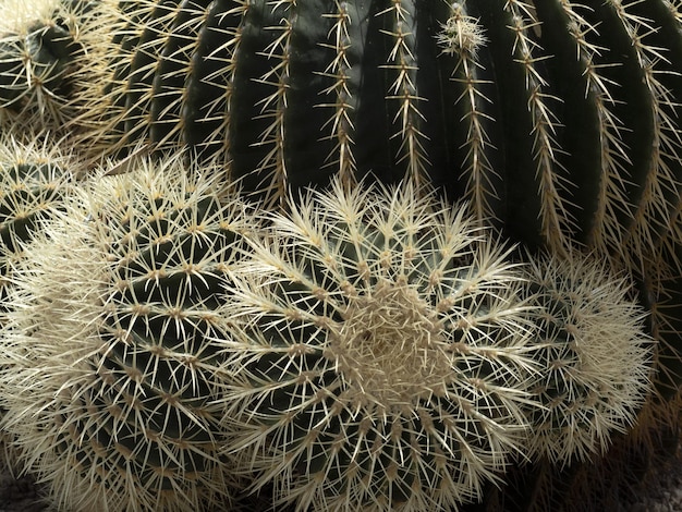 Détail du cactus en gros plan