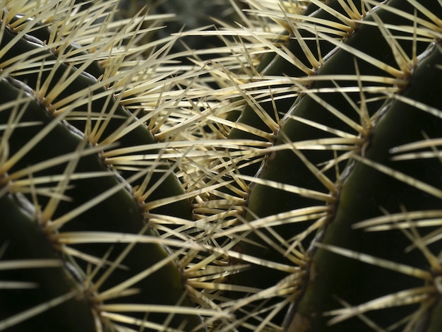 Détail du cactus en gros plan