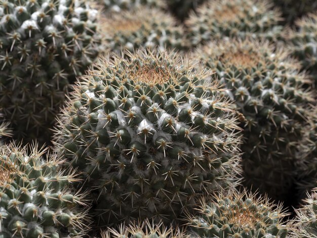 Photo détail du cactus en gros plan