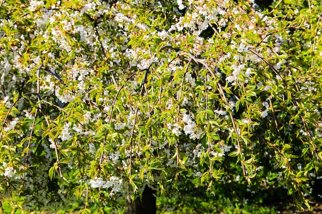 Détail du cerisier en fleurs