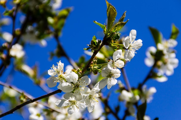 Détail du cerisier en fleurs