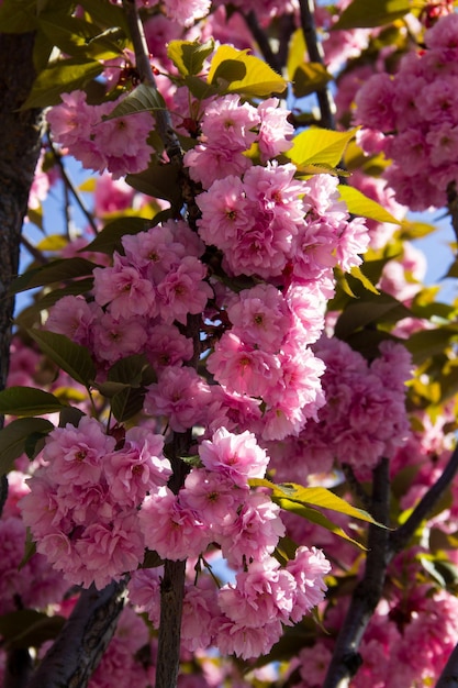 Détail du cerisier japonais à fleurs roses Sakura