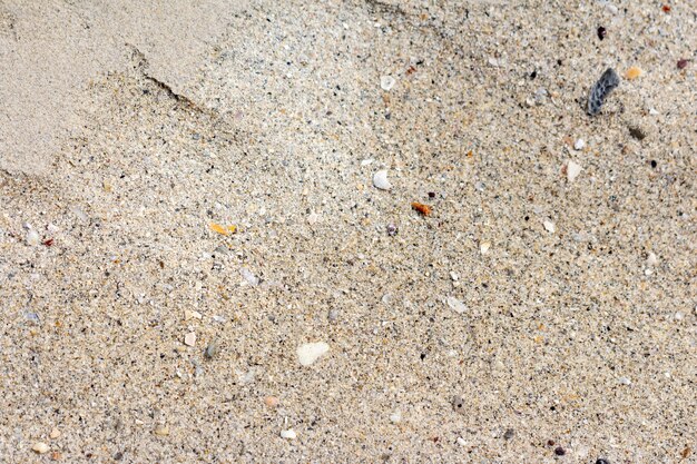 détail du corail de sable et de la coquille après l’eau.