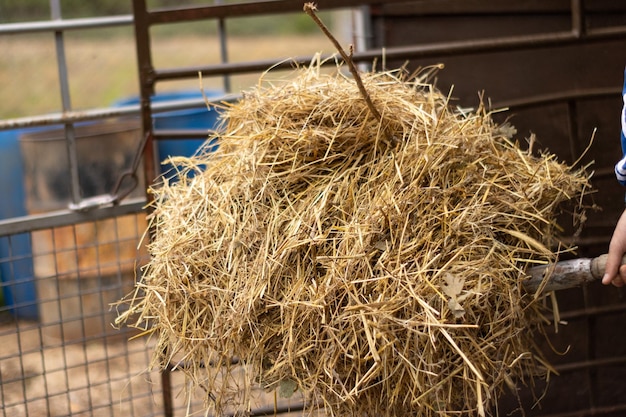 Détail du fermier avec une pelletée de paille et de foin nettoyant la grange de sa ferme