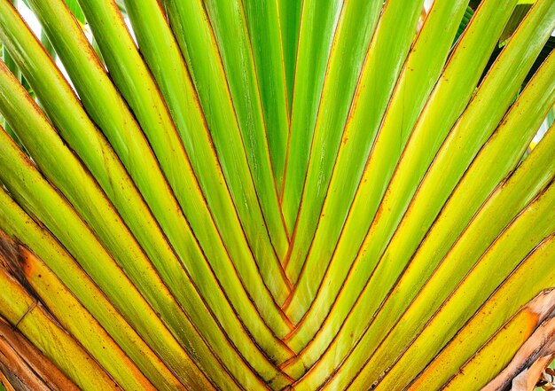 Détail du palmier banane tropical