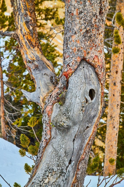 Détail du tronc d'arbre dans un paysage enneigé