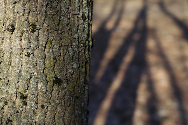 détail du tronc d'arbre et ombres d'arbres dans un parc vide au printemps