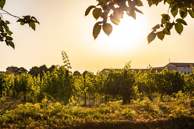 Détail du vignoble italien en été