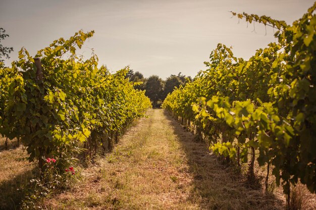 Détail du vignoble italien