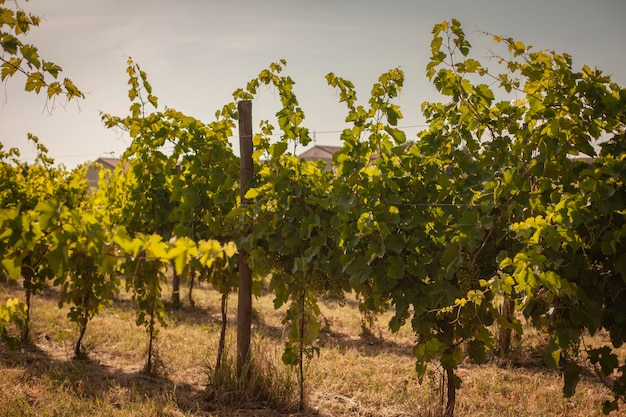 Détail du vignoble italien