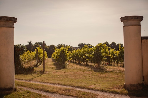 Détail du vignoble italien